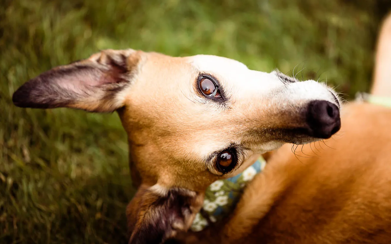 Gay Wedding Marlfield House Wexford | Holst Photography Ireland